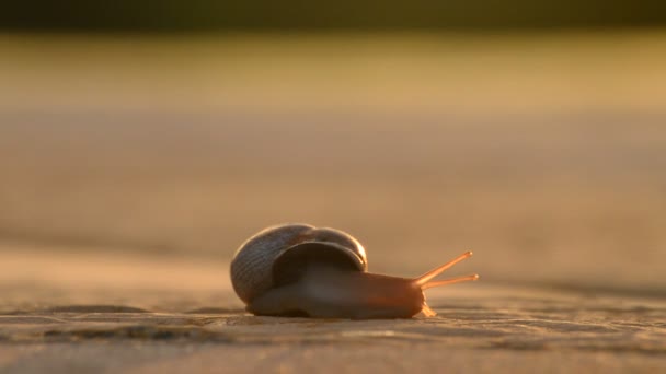 Escargot traînant sa coquille sur le tarmac au coucher du soleil — Video