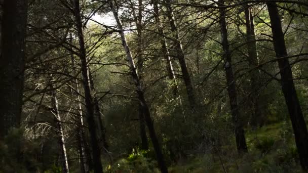 Лучи солнечного света в лесу угасают, время летит — стоковое видео