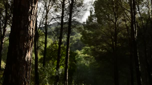 Rayons de lumière du soleil dans la forêt en décoloration, timelapse — Video