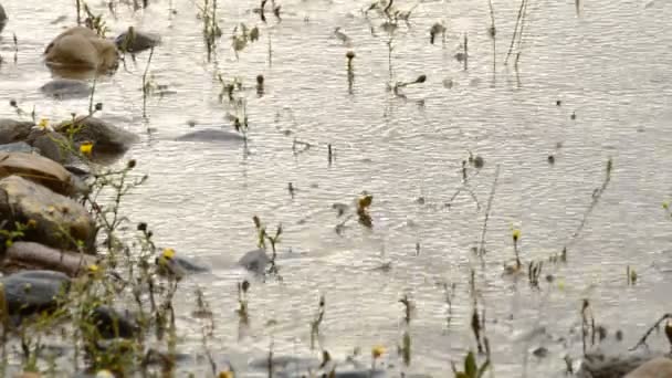 Gotas de lluvia cayendo en la orilla de un río al atardecer — Vídeos de Stock