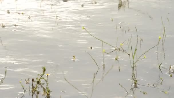 Gotas de lluvia cayendo en la orilla de un río al atardecer — Vídeo de stock