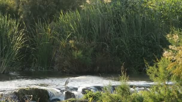 Oiseau sur une cascade de rivière commence à voler au coucher du soleil — Video