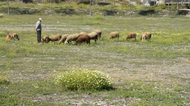 Spanish rural shepherd with sheep grazing in a meadow — Stock Video
