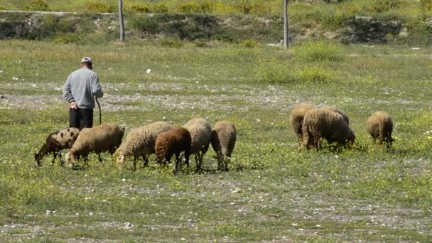 Pastore rurale spagnolo con pecore al pascolo in un prato — Video Stock