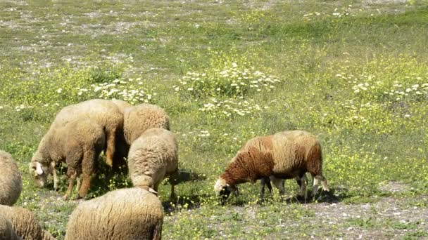 Gregge di pecore al pascolo sul campo — Video Stock