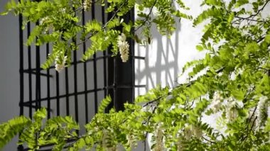 Reja dövme eski manastır cam ağaç dalları ile