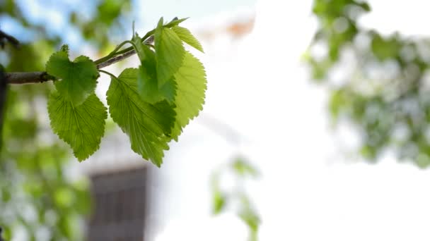 Hojas verdes con paredes blancas lavadas de un monasterio en la parte inferior — Vídeo de stock