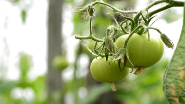Sera dalında asılı meyve domates yeşil