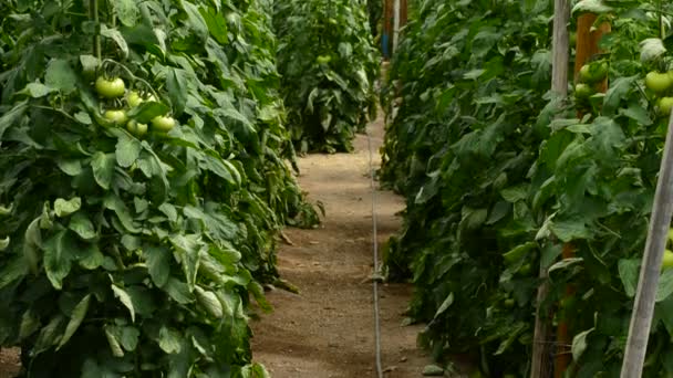 Tomates plantes fruits en serre — Video