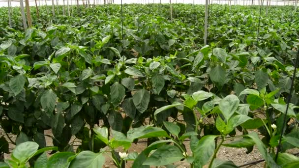 Planes de frutas en invernadero panorámico — Vídeos de Stock