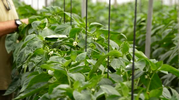 Agricultor revisando plantas de pimienta en invernadero — Vídeos de Stock