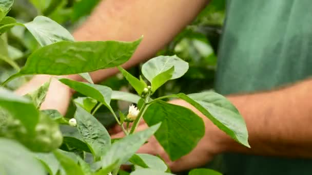 Agricultor revisando plantas de pimenta em estufa — Vídeo de Stock