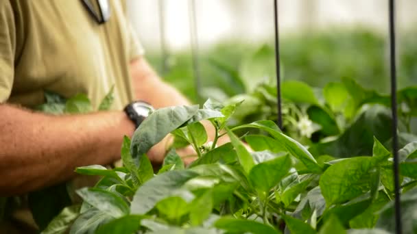 Farmář ruce revidující listy a květ rostliny ve skleníku — Stock video