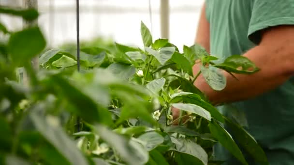 Agricultor revisando plantas de pimenta em estufa — Vídeo de Stock