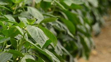 Yaprak ve çiçek biber meyve bitki bir sera içinde