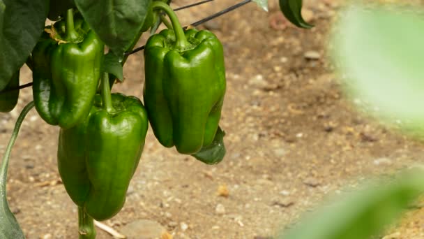 Pimienta fruta verde que cuelga en la rama de las plantas en invernadero — Vídeos de Stock