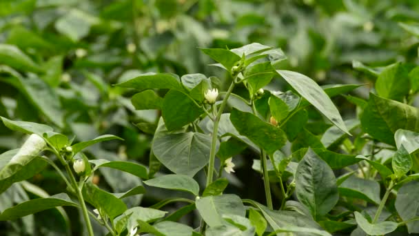 Hojas y flor de pimienta planta frutal dentro de un invernadero — Vídeos de Stock