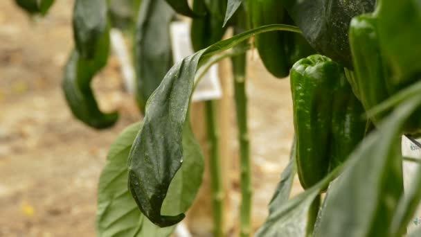 Pimienta fruta verde que cuelga en la rama de las plantas en invernadero — Vídeo de stock