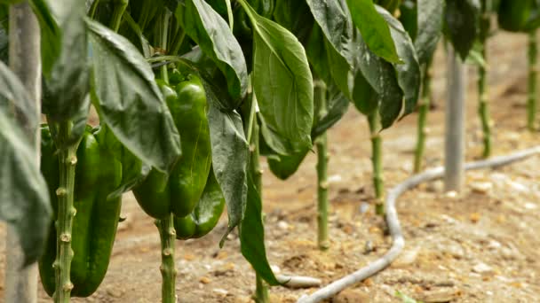 Peper groene vruchten opknoping op tak van planten in kas — Stockvideo