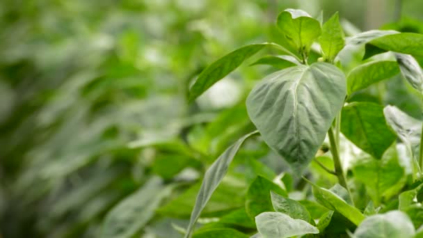 Feuilles de plantes fruitières poivrées dans une serre — Video