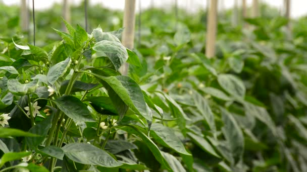 Hojas de pimienta planta frutal dentro de un invernadero — Vídeos de Stock