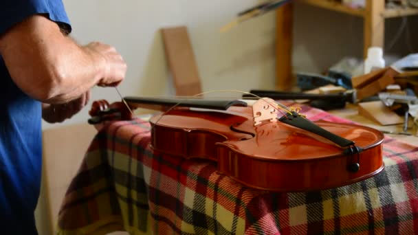 Luthier colocando las cuerdas a un violín o viola en el lugar de trabajo — Vídeo de stock