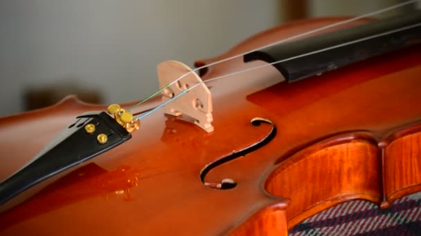 Placing strings to a classical violin in luthier workplace — Stock Video