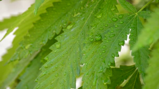 Leaves of marijuana cannabis with water droplets in outdoor — Stock Video