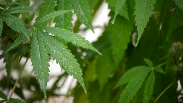 Marijuana foglie di cannabis con goccioline d'acqua — Video Stock