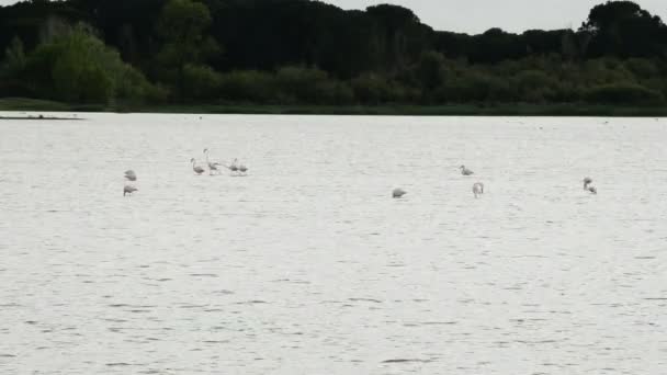 Aves, flamencos y aves zancudas, en estanques o pantanos — Vídeos de Stock