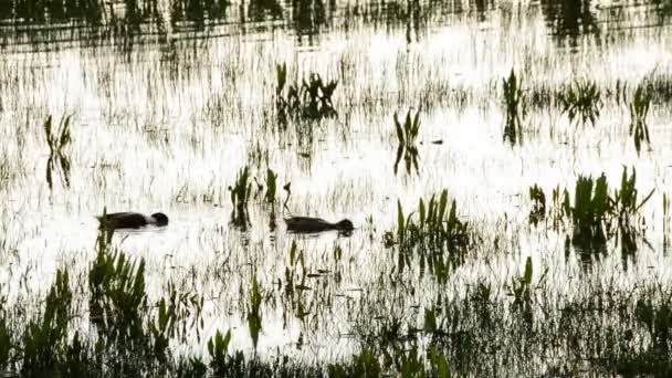 Patos en pantano o pantano — Vídeo de stock