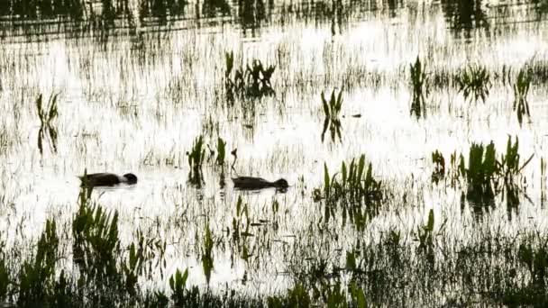 Patos no pântano ou pântano — Vídeo de Stock