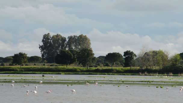 Vögel, Flamingos und Watvögel, in Teichen oder Sümpfen — Stockvideo