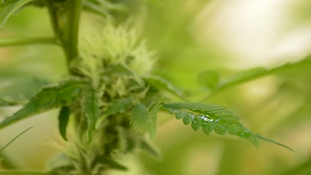 Listy a bud konopí marihuana s kapičkami vody v přírodě — Stock video