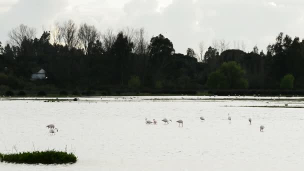 Ptáci, flamingo a bahňáků, v rybníku nebo marsh — Stock video