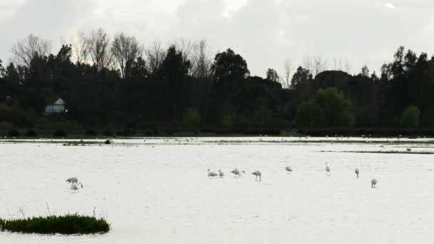 Oiseaux, flamants roses et échassiers, dans un étang ou un marais — Video