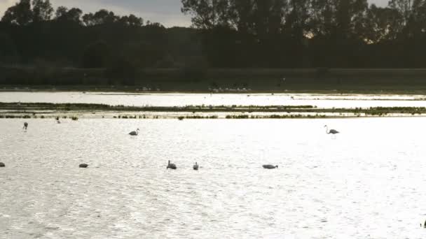 Fåglar, flamingo och vadare, i dammen eller kärr — Stockvideo