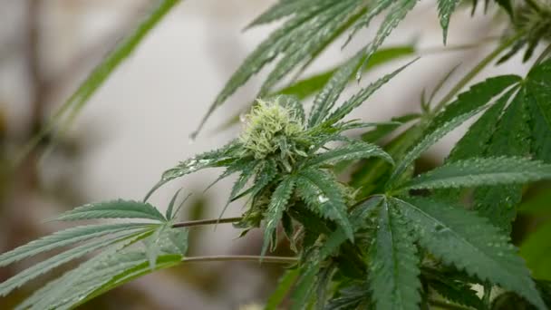 Folhas e broto de maconha cannabis com gotas de água ao ar livre — Vídeo de Stock