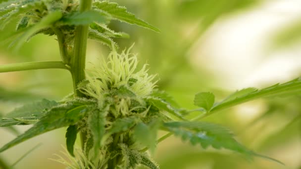 Leaves and bud of marijuana cannabis with water droplets in outdoor — Stock Video