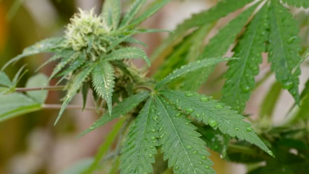 Knospen Marihuana in Pflanze — Stockvideo