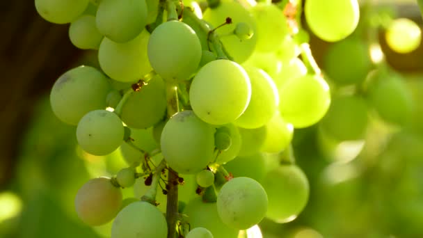 Uvas verdes colgando, de cerca — Vídeos de Stock