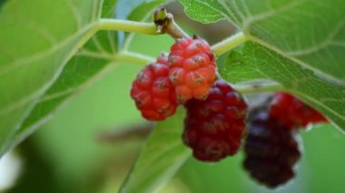 Dalda asılı taze doğal böğürtlen
