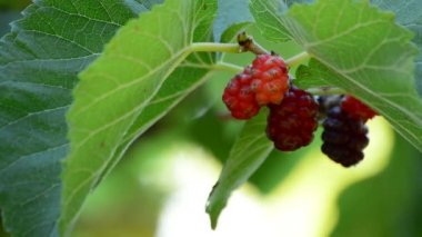 Çilek ağacı üzerinde