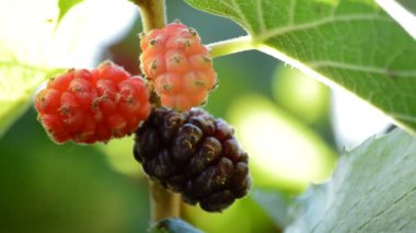 Dalda asılı taze doğal böğürtlen