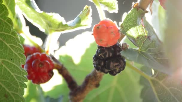 Berries on tree — Stock Video