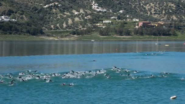 Participar en un triatlón nadando en un lago — Vídeo de stock