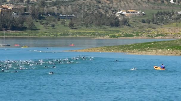 Udział w triathlonie pływanie w jeziorze — Wideo stockowe