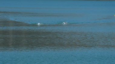 Bir bataklık içinde yüzme triathletes