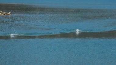 Viuela/Malaga/İspanya - 04 18 2015: Yüzücüler gölde bir ırkı