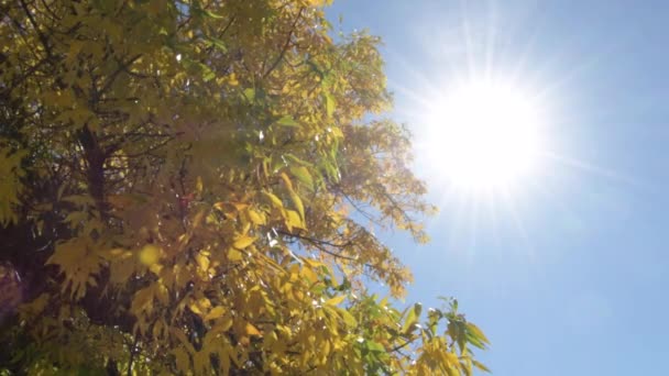 Słońce Jesień Liście Drzewie — Wideo stockowe